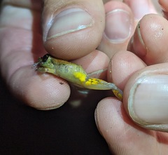 Pristimantis luteolateralis