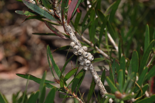 Green Bottlebrush (Melaleuca flavovirens)