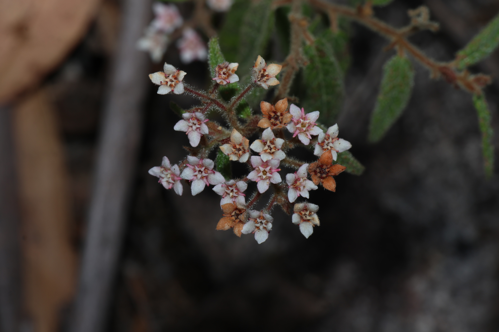 Commersonia breviseta