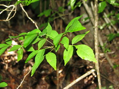 Thouinia paucidentata