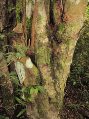 Thouinia paucidentata