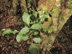 Thouinia paucidentata