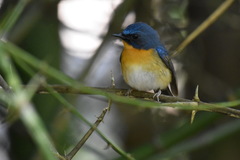 Cyornis whitei