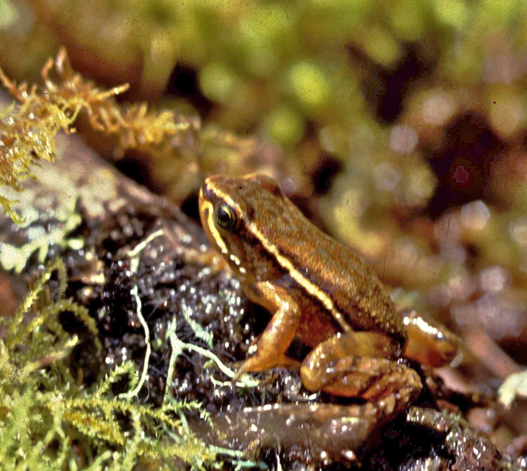 Quito Poison Frog