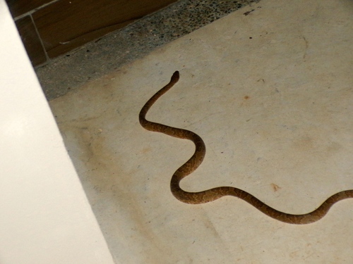 Sinaloan Lyresnake
