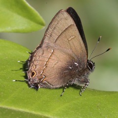 Electrostrymon denarius