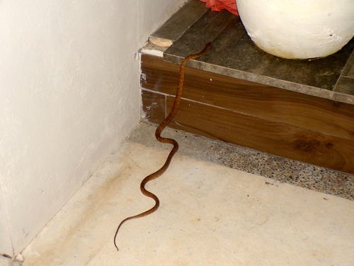 Sinaloan Lyresnake