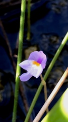 Utricularia purpurea image