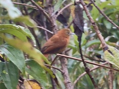 Thripophaga berlepschi