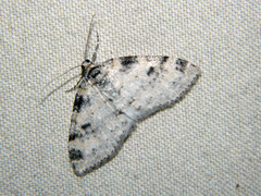 Lobophora nivigerata