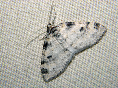 Lobophora nivigerata
