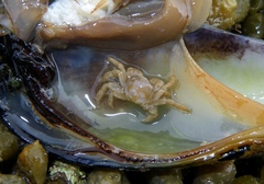 Pinnotheres hickmani