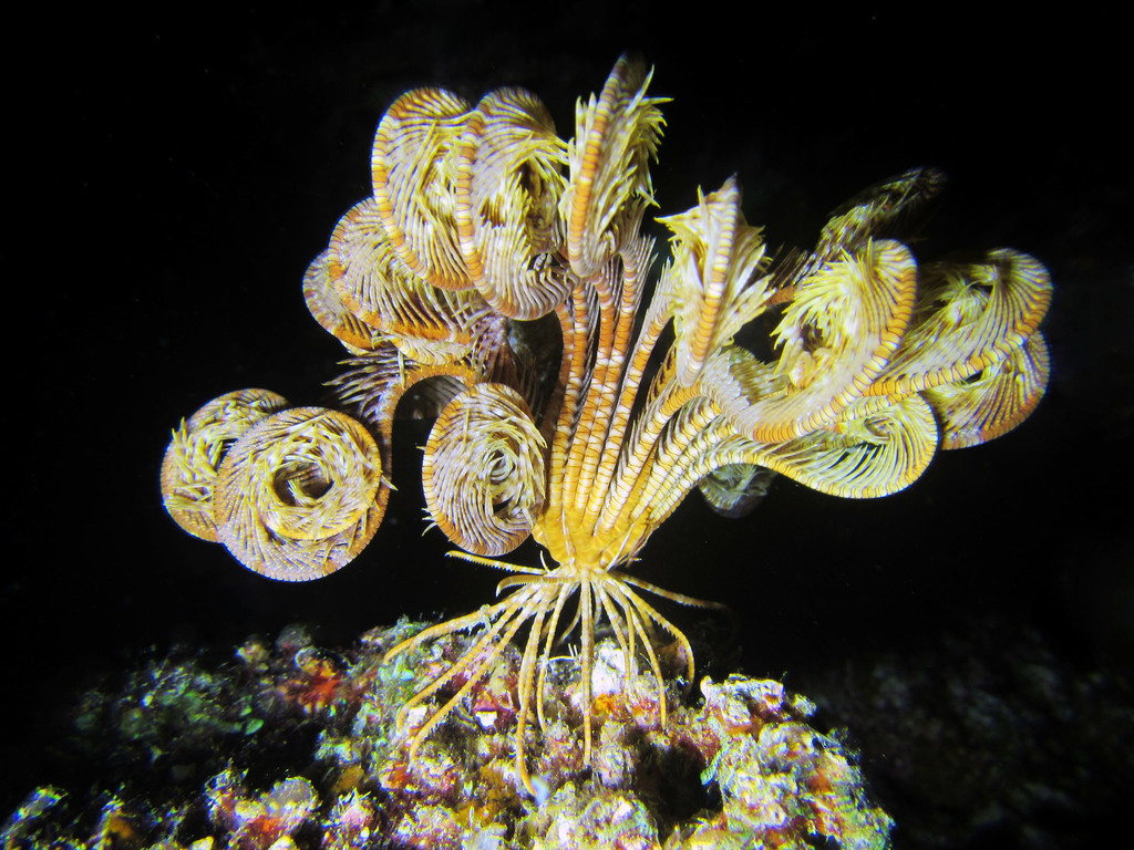 Sea Lilies