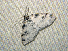 Lobophora nivigerata
