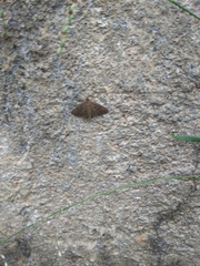 Lepidoptera