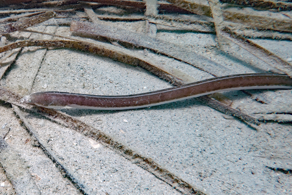 Fringelip Eels