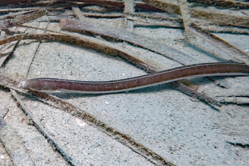 Reed snake eel (Cirrhimuraena calamus) — Ophichthidae — 3