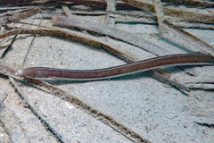 Fringed-Lipped Snake-Eel photo 2