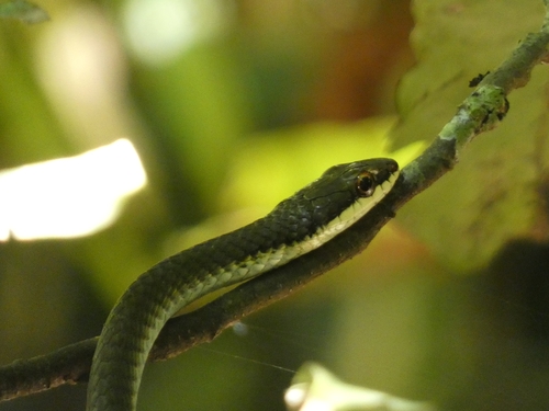 Northern Tree Snake