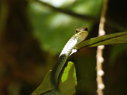 Northern Tree Snake