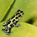 Zimmermann's Poison Frog - Photo (c) Felipe Campos, some rights reserved (CC BY-NC), uploaded by Felipe Campos