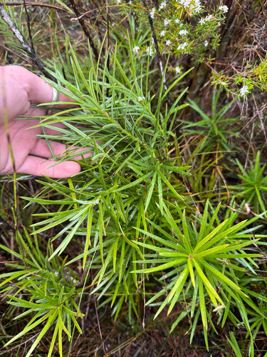 Emu berry (Podocarpus drouynianus)