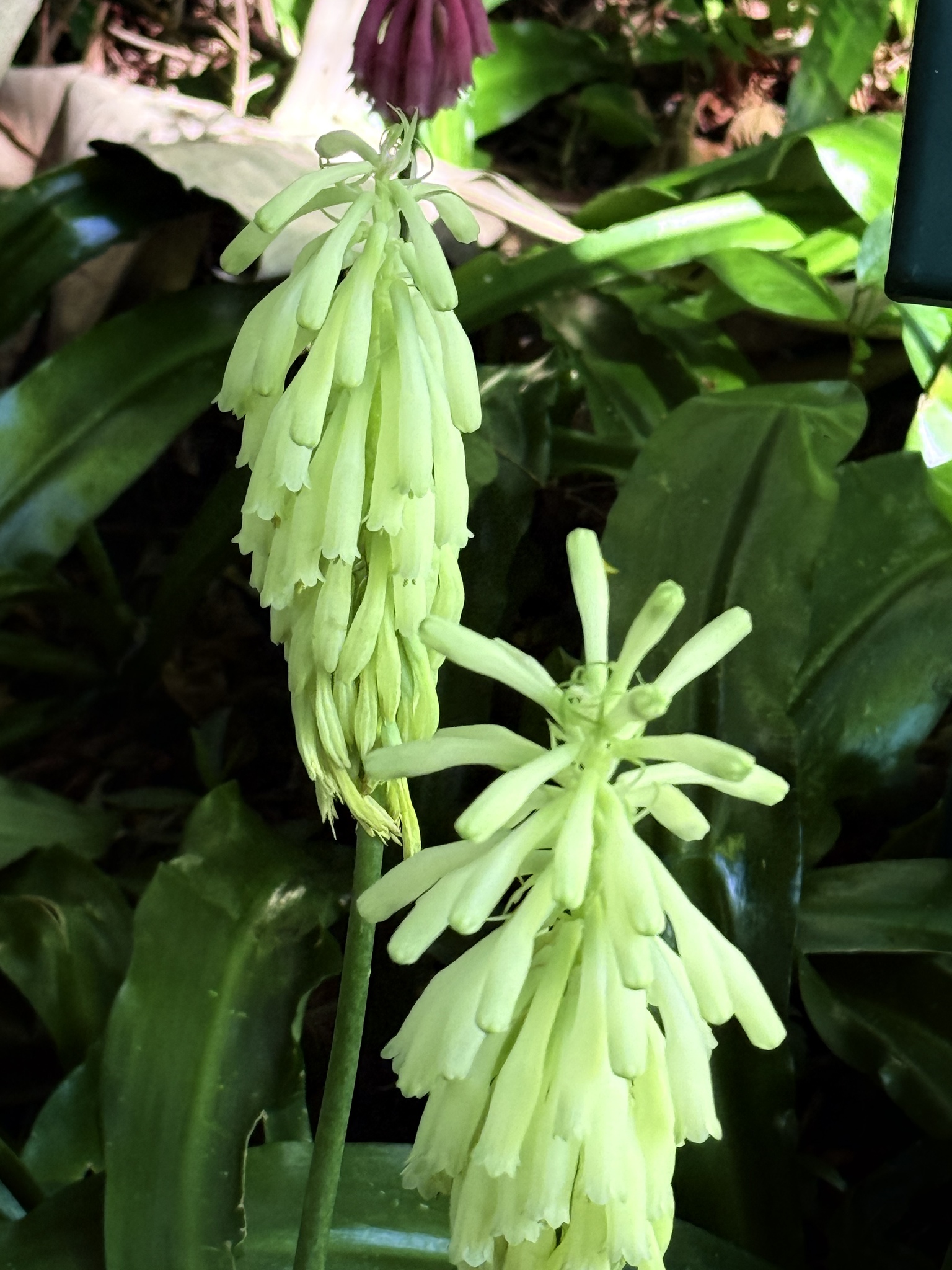 Forest Lily (Veltheimia bracteata)