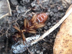 Cymatodera undulata