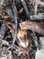 Cymatodera undulata