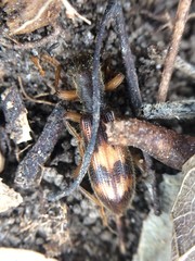 Cymatodera undulata
