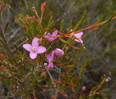 Boronia filifolia