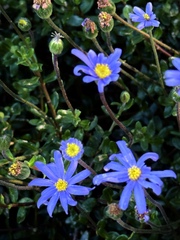 Felicia aethiopica, photograph (c) Vladislav Isaev, some rights reserved (CC BY)