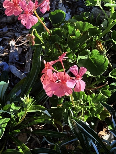 salmon pelargonium (Pelargonium salmoneum)