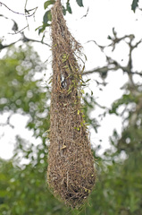 Psarocolius decumanus