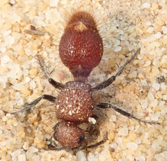Ephutomorpha ferruginata