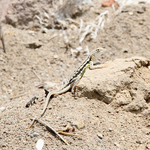 Theresia's Pacific Iguana, Microlophus theresiae