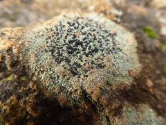 Tephromelataceae