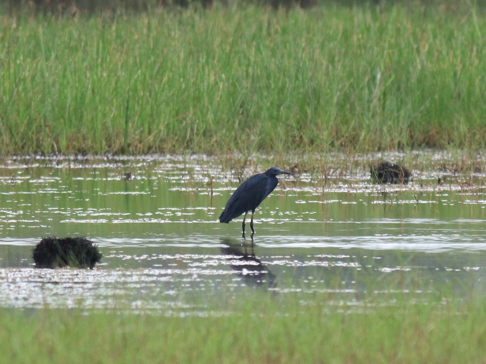 Black Heron (Egretta ardesiaca)