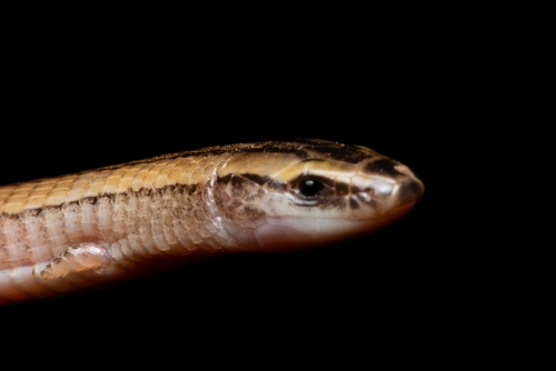 Bresslau's Bachia