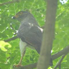 Rupornis magnirostris