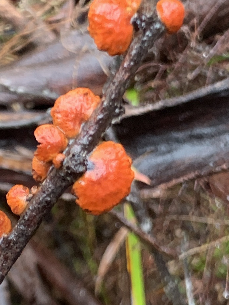 Anthracophyllum archeri · October 2025 · photo: © mark-1955 (iNaturalist, cc-by)