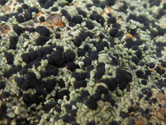 Tephromelataceae