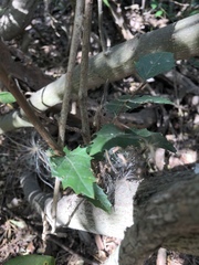 Aphananthe philippinensis