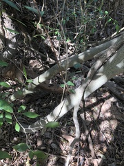 Aphananthe philippinensis