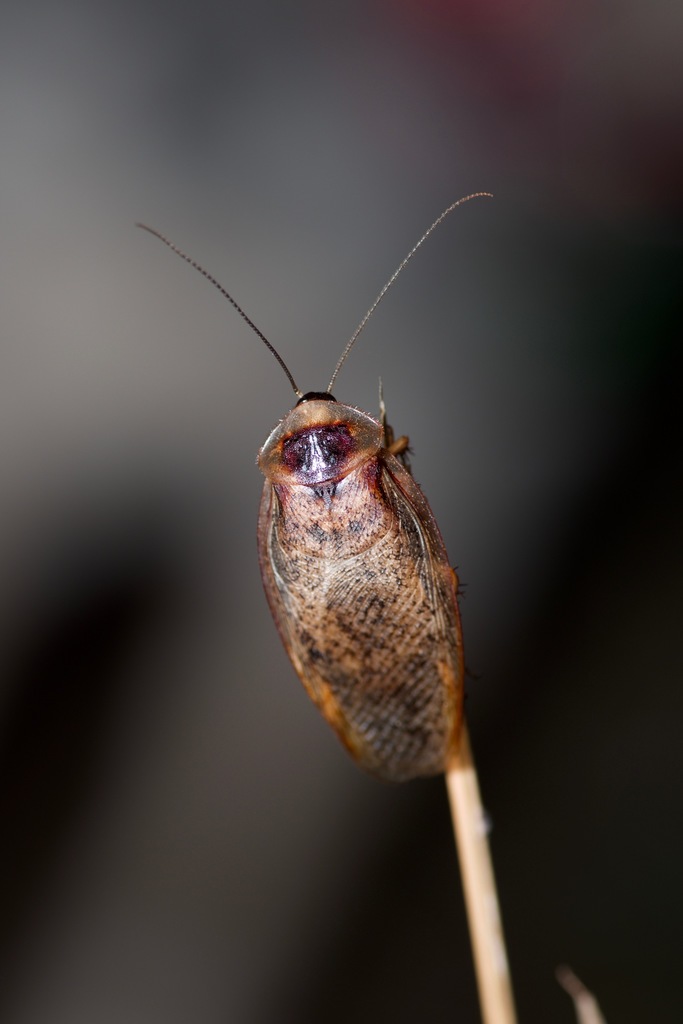 Boll’s Sandroach