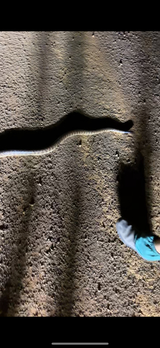 Black-headed Python sighting