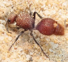 Ephutomorpha ferruginata