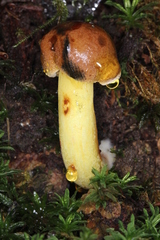 Cyanoboletus