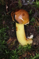 Cyanoboletus