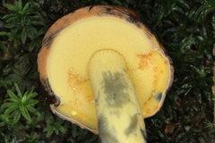 Cyanoboletus